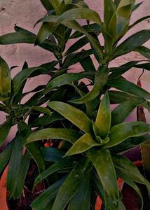 Dracaena Indoor Air Purifier Plant