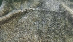 Green Fuzzy Pullover