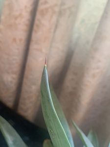 Agave