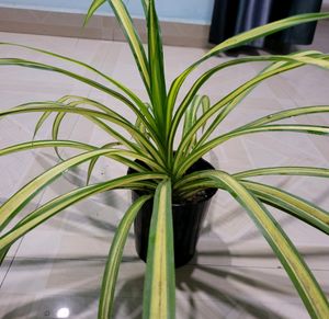 🪴 Pandanus Veitchii Plant 🌱&amp; pot