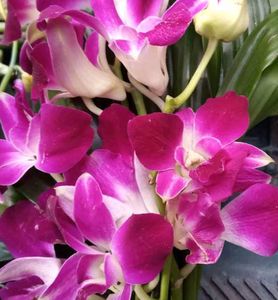 Orchid