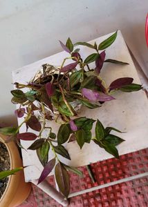 Combo zebrina Plant 🌱&amp;1pot