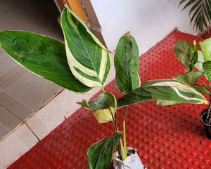Pack 2 Evergreen Ctenanthe pilosa.. Plan