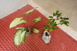 Pack 2 Arrowhead &amp; Pink Sadafuli Plant's