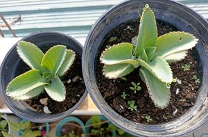 Combo Of 6 Beautiful Plants