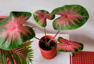 Caladium Alocasia Plant🌵&amp; Pot