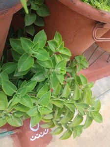 multiple plants