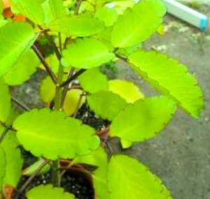 Combo Of 6 Air Purifier Plants