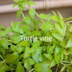Combo Of 6 Beautiful Plants