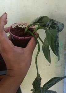 silver satin pothos