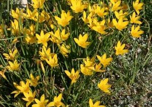 Vibrant Yellow Artificial Flowers
