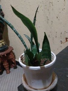 Snake Plant in Pot