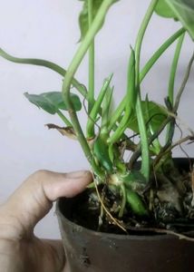 Variegated Philodendron burl marx
