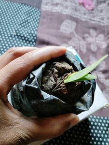 Jade Plant With Pot