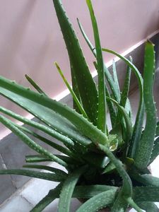Fresh Aloe vera plants With Pot in stock