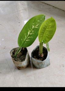 10 Plant combo
