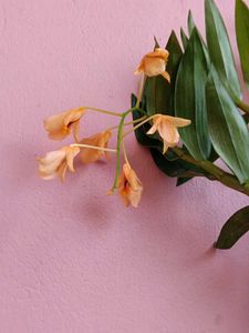 Orchids