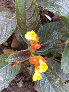Chrysothemis pulchella Plant