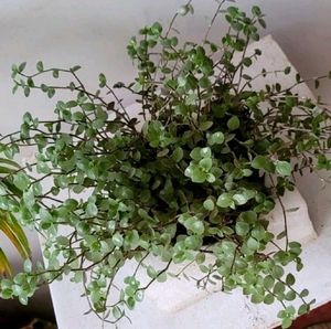 Turtle Vine Plants &amp; Pot