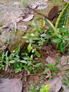 Plants Combo ( Tulsi, Elachi, Bhringraj)