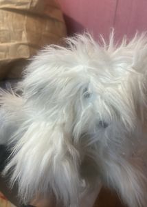 Old English sheepdog poodle plush