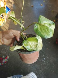 Manjula pothos 2 plants