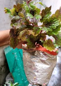 Set 2 Money &amp; Plectranthus Nitidus Plants 🌵