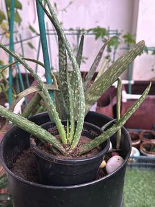 1 Pc Aloe Vera baby Plant In 4" Nursery Pot