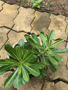 Adenium Plant with root