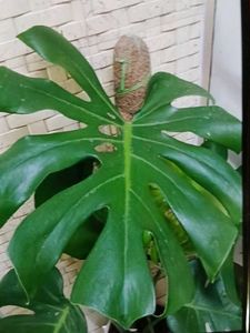 1 Monstera Plant Cutting