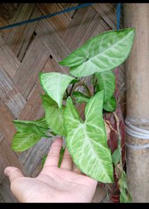 Combo Plants