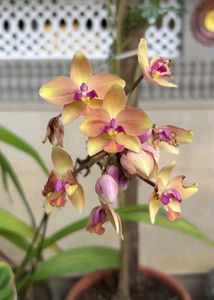 orchid
