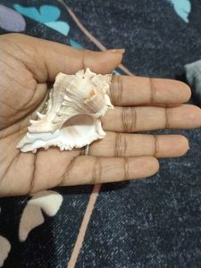 Seashell Keychain