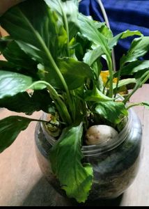 combo of  4 Live plant ☘️☘️☘️