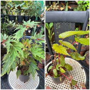 14 Live Root Plants