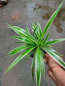 Variegated Spider Plant