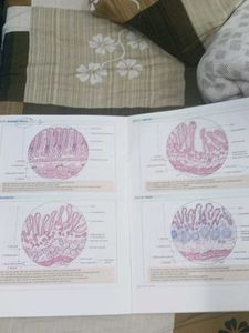 Companion Workbook for Human Histology