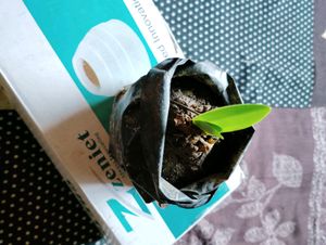 Jade Plant With Pot