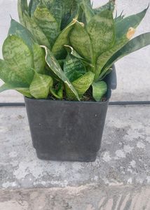 Whole1 Year Old Mature Dwarf Snake Plant