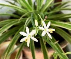 🌴Chlorophytum laxum  Plant 🪴 &amp; pot