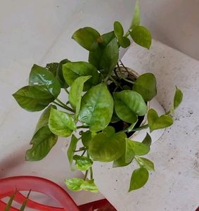 Ever Green Money Plant &amp; pot