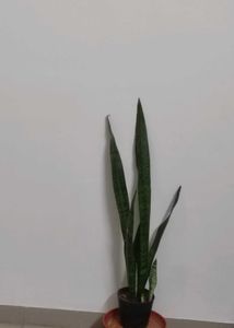 Snake Plant
