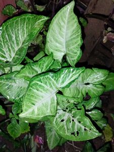 Arrow Head Plant