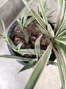 Striking Agave Plant