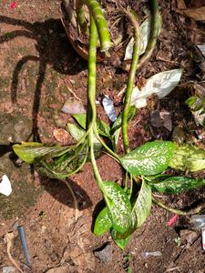 anglaonema plant