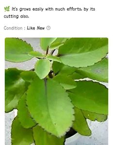Combo Of 6 Air Purifier Plants