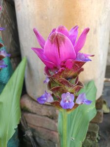 Siam Tulip Curcuma