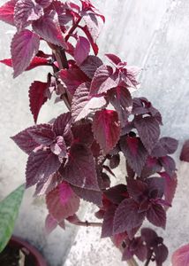 Coleus Live Plant