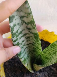 COMBO ALOEVERA&amp; SNAKE PLANTS