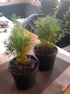 Beautiful Fern Combo In Pot